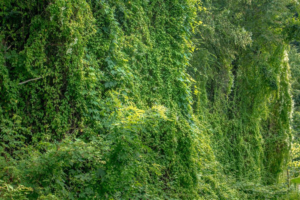 Вілла Turisticna Kmetija Stanfel Подсаботин Екстер'єр фото